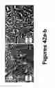 Fig. 35 - Methods of and compositions for inhibiting the proliferation of mammalian cells