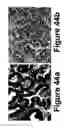 Fig. 37 - Methods of and compositions for inhibiting the proliferation of mammalian cells