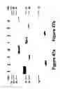Fig. 40 - Methods of and compositions for inhibiting the proliferation of mammalian cells