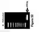 Fig. 45 - Methods of and compositions for inhibiting the proliferation of mammalian cells