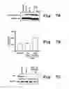 Fig. 08 - Method and antisense compound for potentiating anti-cancer agents