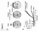 Fig. 02 - Modulators of ATP-binding cassette transporters