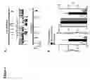 Fig. 07 - Modulators of ATP-binding cassette transporters