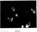 Fig. 10 - Masterbatch precursor