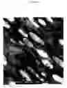 Fig. 02 - Elastic blends comprising crystalline polymer and crystallizable polymers of propylene