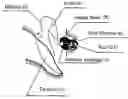 Fig. 01 - Implantable converter for cochlea implants and implantable hearing aids