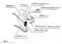 Fig. 09 - Implantable converter for cochlea implants and implantable hearing aids