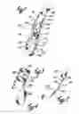 Fig. 02 - Remote psychological evaluation