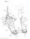 Fig. 02 - Cervical support system
