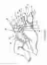 Fig. 06 - Absorbent article for newborns and method of indicating a fixing position thereon
