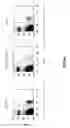 Fig. 04 - Transgenic mice having a human major histocompatability complex (MHC) phenotype, experimental uses and applications