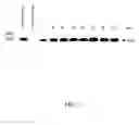 Fig. 02 - Method for expressing multiple recombinant proteins in milk of transgenic non-human mammals