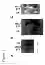 Fig. 04 - Mutated gene coding for a lat protein and the biological applications thereof