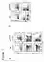 Fig. 06 - Mutated gene coding for a lat protein and the biological applications thereof