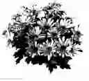 Fig. 01 - Chrysanthemum plant named 'Mega Time Improved'