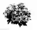 Fig. 02 - Chrysanthemum plant named 'Mega Time Improved'
