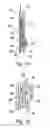 Fig. 22 - Stapler for forming staples to various sizes