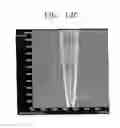 Fig. 14 - Field emission display having an improved emitter structure