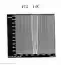 Fig. 18 - Field emission display having an improved emitter structure