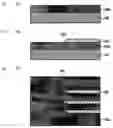 Fig. 03 - Optical transmission substrate, method for manufacturing optical transmission substrate and optoelectronic integrated circuit