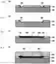 Fig. 09 - Optical transmission substrate, method for manufacturing optical transmission substrate and optoelectronic integrated circuit