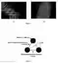 Fig. 04 - Strain tunable, flexible photonic crystals