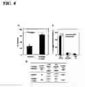 Fig. 05 - Method of using mesenchymal stromal cells to increase engraftment
