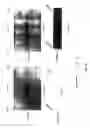 Fig. 02 - Compositions and methods related to mammalian Maf-A