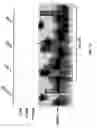 Fig. 07 - Compositions and methods related to mammalian Maf-A