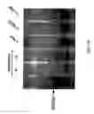 Fig. 08 - Compositions and methods related to mammalian Maf-A