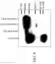 Fig. 09 - Compositions and methods for enhancing the immunogenicity of antigens