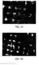 Fig. 02 - Bioactive, resorbable scaffolds for tissue engineering