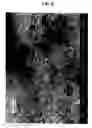 Fig. 07 - Maltitol crystals containing crystal of saccharide except maltitol and method for production thereof