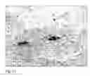 Fig. 11 - Compositions and methods for propagation of neural progenitor cells