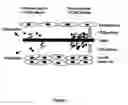 Fig. 02 - Methods and compositions for identification and therapeutic use of genes involved in vascular and proliferative diseases