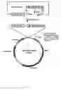 Fig. 02 - Genetic engineering of streptavidin-binding peptide tagged single-chain variable fragment antibody to Venezuelan equine encephalitis virus