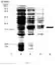 Fig. 04 - Genetic engineering of streptavidin-binding peptide tagged single-chain variable fragment antibody to Venezuelan equine encephalitis virus