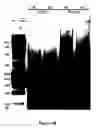 Fig. 06 - Gene profiling of single or multiple cells
