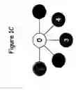 Fig. 04 - Genetic diagnosis using multiple sequence variant analysis