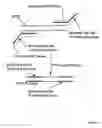 Fig. 07 - Amplification of target nucleotide sequence without polymerase chain reaction