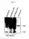 Fig. 06 - Method of analyzing organelle-localized protein and materials for analysis