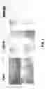 Fig. 03 - Methods for conducting assays for enzyme activity on protein microarrays
