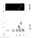 Fig. 07 - Modified acyl carrier proteins