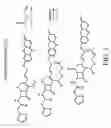 Fig. 04 - Fluorogenic substrates for BETA-lactamase gene expression