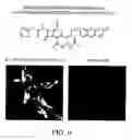 Fig. 07 - Fluorogenic substrates for BETA-lactamase gene expression