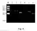 Fig. 06 - Packaging complementation cell-line for sv-40 vectors