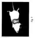 Fig. 09 - Packaging complementation cell-line for sv-40 vectors