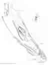 Fig. 02 - Swim and dive fin