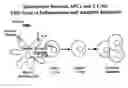 Fig. 01 - Immunomodulatory polymeric antigens for treating inflammatory pathologies