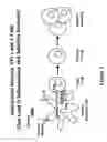 Fig. 02 - Immunomodulatory polymeric antigens for treating inflammatory pathologies